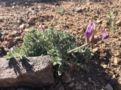 Astragalus leucolobus