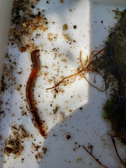Lumbricus rubellus