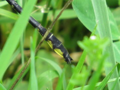 Phanogomphus quadricolor