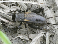 Melanogryllus desertus