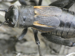 Melanogryllus desertus