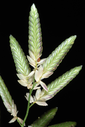 Eragrostis cilianensis