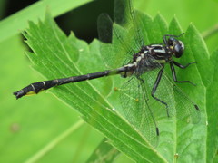 Phanogomphus quadricolor