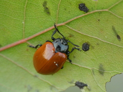 Chrysomela populi