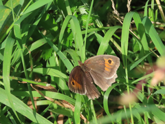 Meadow Brown