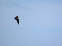 Osprey