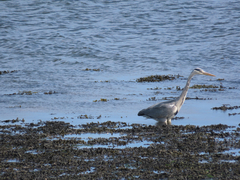 Grey Heron