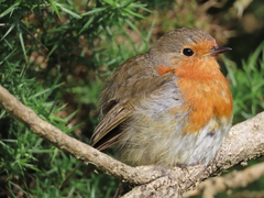 Robin