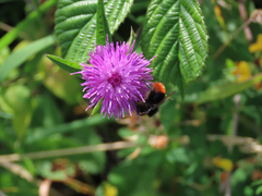 Bumble Bees