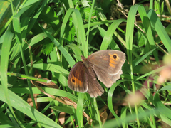Meadow Brown