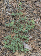 Trifolium breweri