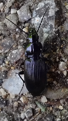Pterostichus melanarius
