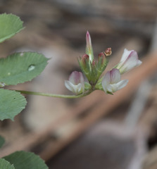 Trifolium breweri