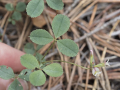 Trifolium breweri