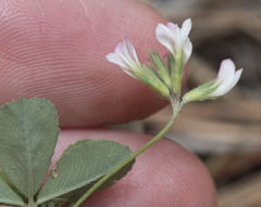Trifolium breweri