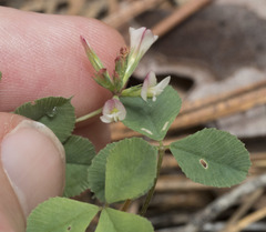 Trifolium breweri