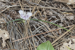 Calochortus coeruleus