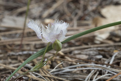 Calochortus coeruleus
