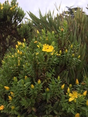 Hypericum irazuense