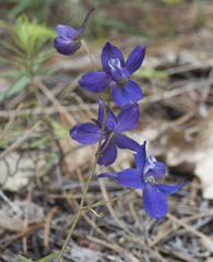 Delphinium depauperatum