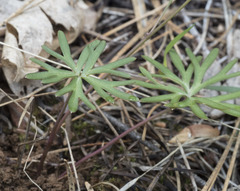 Delphinium depauperatum