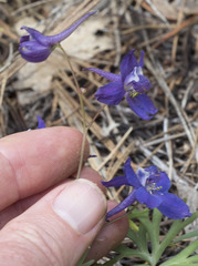 Delphinium depauperatum