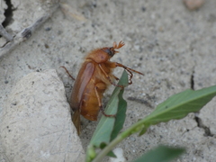 Amphimallon assimile