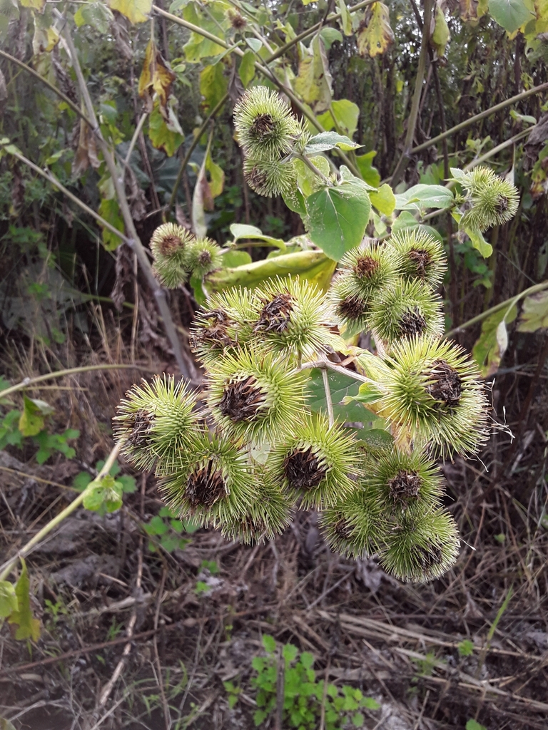 greater burdock from Bryansk, RU-BR, RU on July 31, 2024 at 01:11 PM by ...