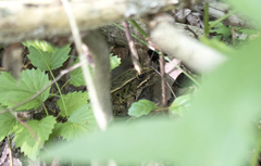 Lithobates kauffeldi