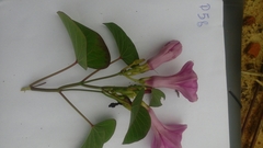 Ipomoea asarifolia