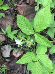 Rubus pubescens