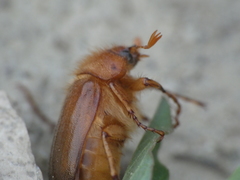 Amphimallon assimile