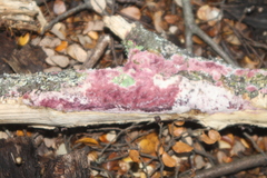 Byssomerulius psittacinus