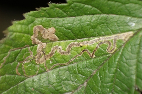 Golden Pigmy