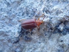 Tricholochmaea kalmiae