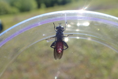 Chalcosyrphus piger
