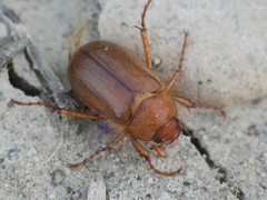 Amphimallon assimile