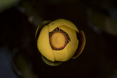 Nuphar variegata
