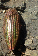 Buprestis striata
