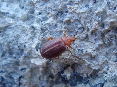 Tricholochmaea kalmiae