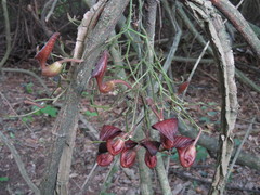 Aristolochia maxima