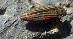 Buprestis striata
