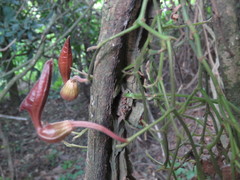 Aristolochia maxima