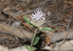 Monardella odoratissima pallida