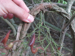 Aristolochia maxima