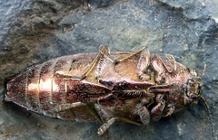 Buprestis striata