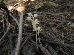 Cephalanthera austiniae