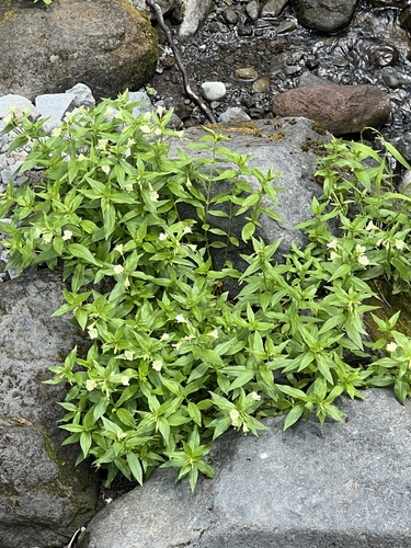 Image of Epilobium luteum by (c) Brooke Smith, some rights reserved (CC BY)