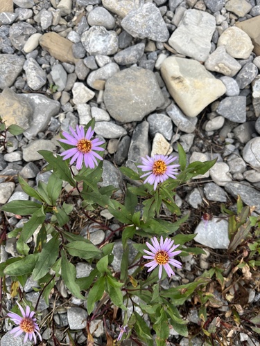 Siberian Aster