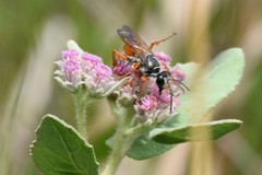 Sphex